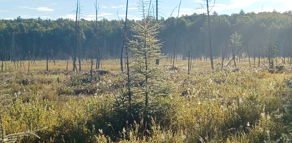 A small tree grows in a fen.