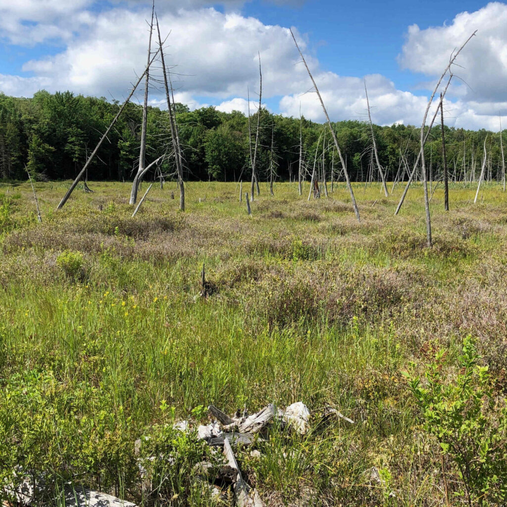 fen landscape