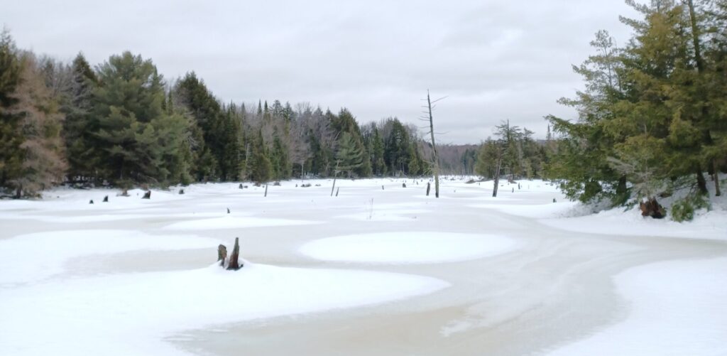 Frozen wetland covered with a sheet of ice and snow drifts