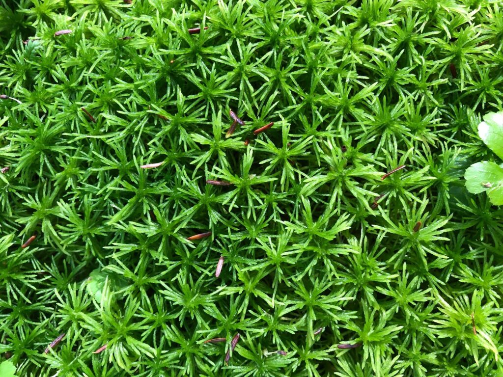 Close-up of Sphagnum as seen from above